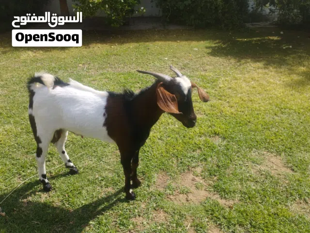 Male Goat, grown in villa , home food, in good health and quality available for sale