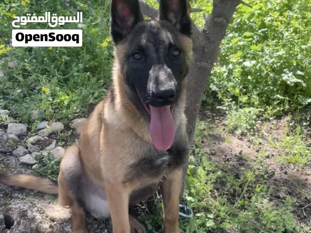 كلب بلجم مالينوا اصلي عمر 5 اشهر للبيع - جميع المطاعيم