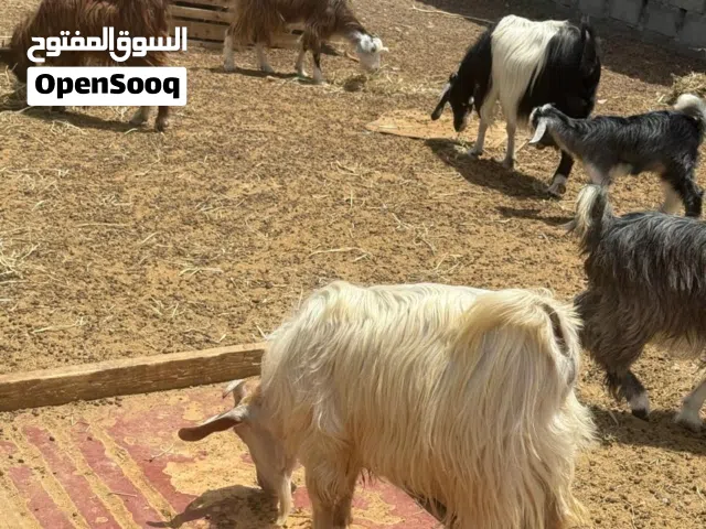 للبيع تيس عماني تربية او الذبح سمين ممتازة فول