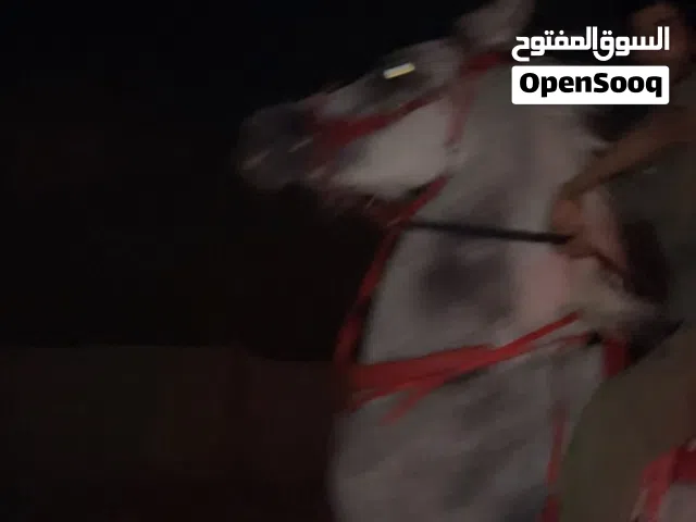 خصي العمر 7 تقريبي