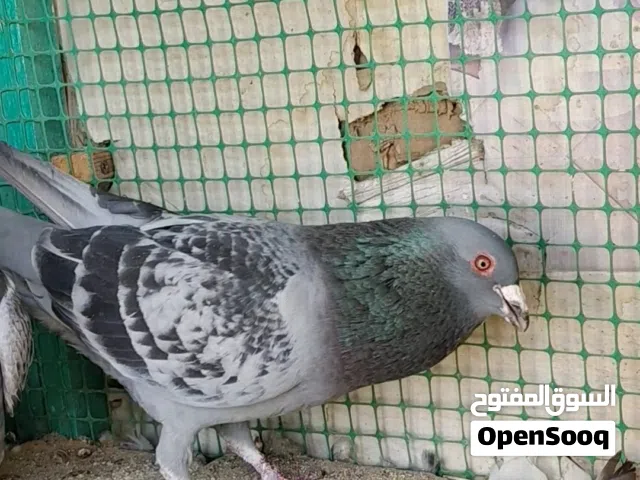 فحل زاجل جيني  عمره سنة ونصف مع تك مخلف زاجل جيني