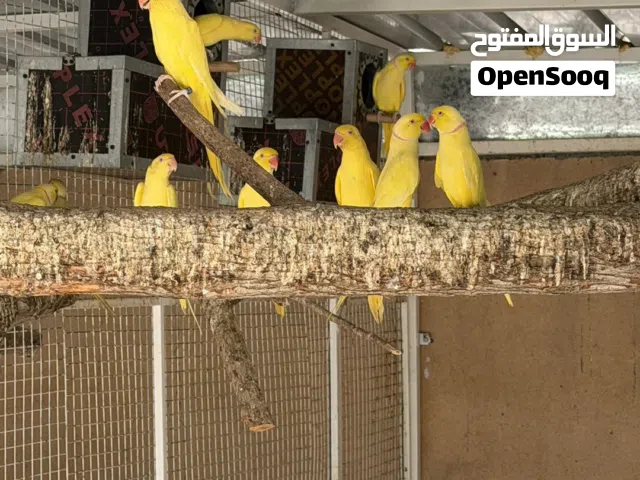 للبيع ازواج دره اصفر + ابيض + ازرق البيع جمله او مفرد