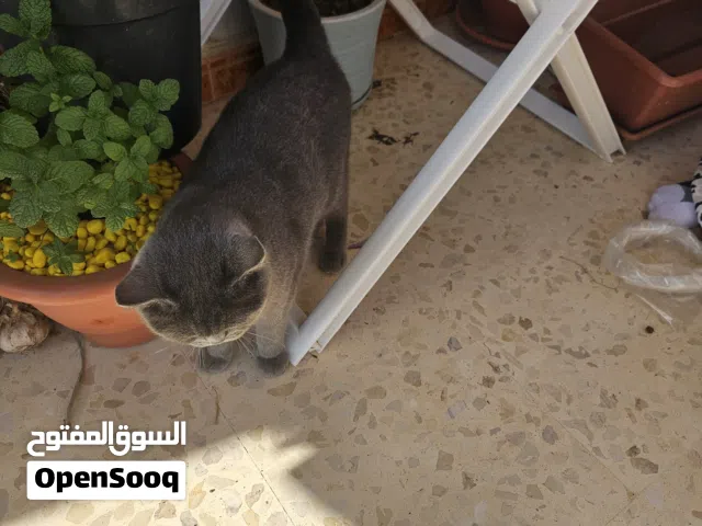 قطة للتبني