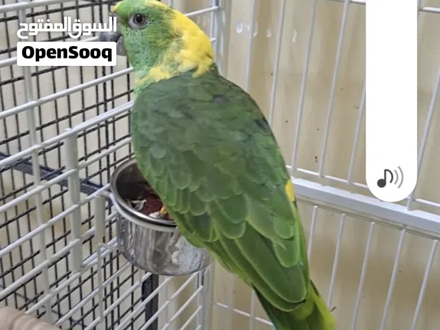 بغبغاء يا لون ناب وزايد يلو هيد ماجنا
