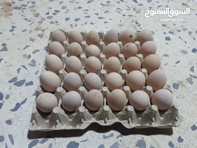 بيض دجاج براهما سبرايت مشاء الله الامهات موجوده في الصورة