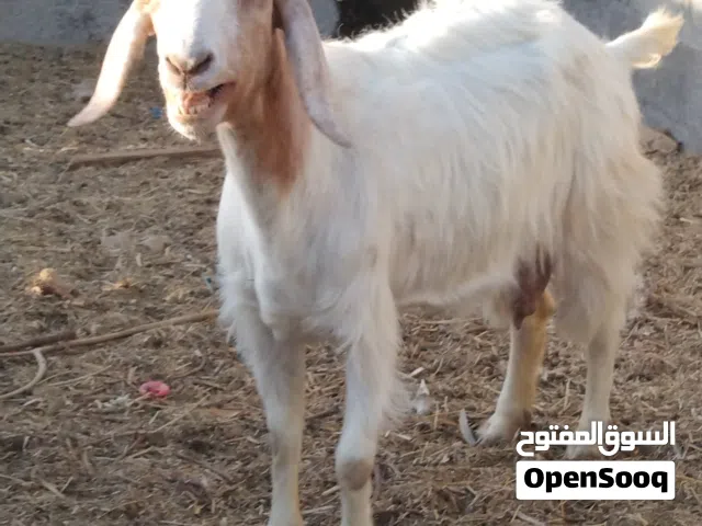 شاه بورقوت مع اولادها صخل وصخله