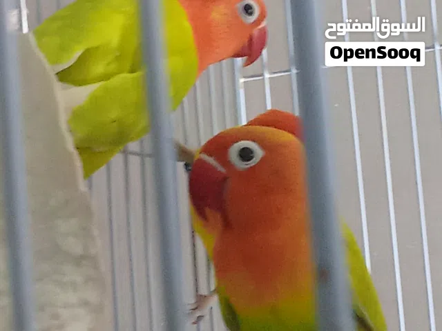 فيشر،، روز