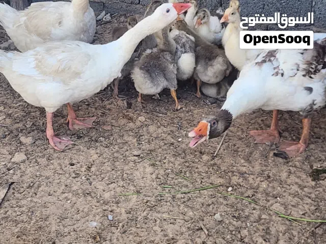 4 وزات ذكر و3 ايناث تحتهم 13 الفلوس مفقصات مع بعض 350