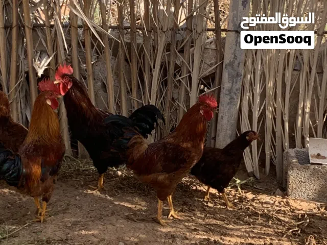 ديدوك للبيع