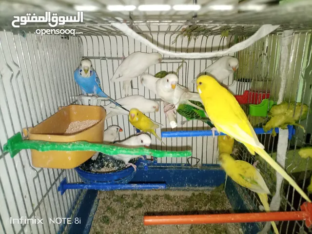 طيور حب للبيع بسعر 35 عددهم 12 بصحه جيده ..........................................................