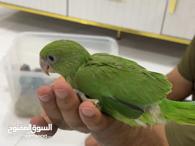 للبيع فروخ متو عادي ونيبالي