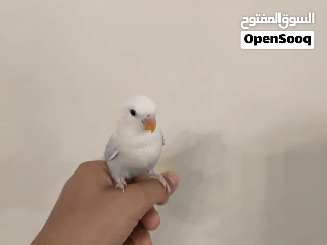 طيرين روز مروظات
