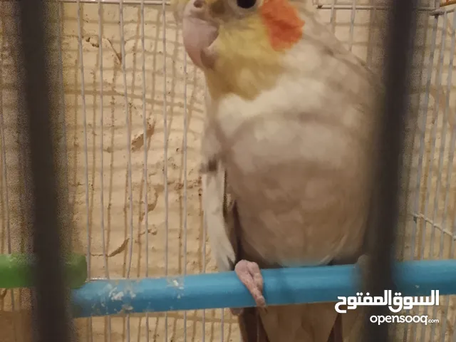 كالوبسيت مزيان دكر مباݣي