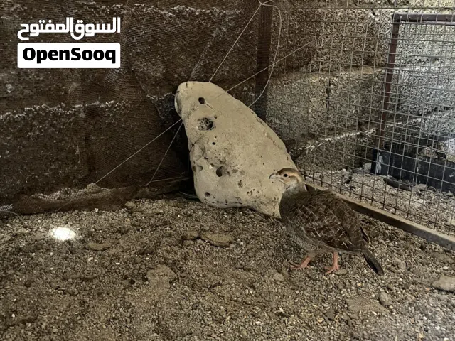 صفارد باكستاني زوج صغار ف العمر مطلوب 25