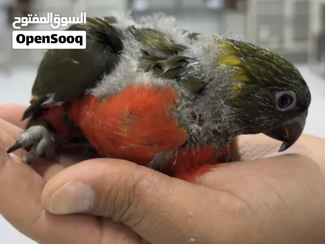 فرخ لوري اوليف  - baby lori olive