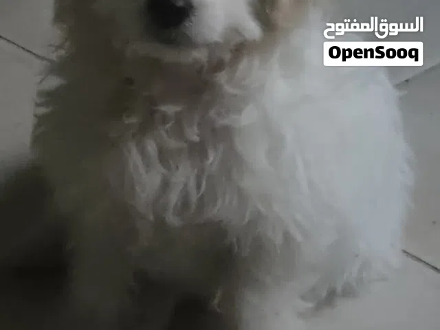 كلب انثى مالتيبو للبيع
