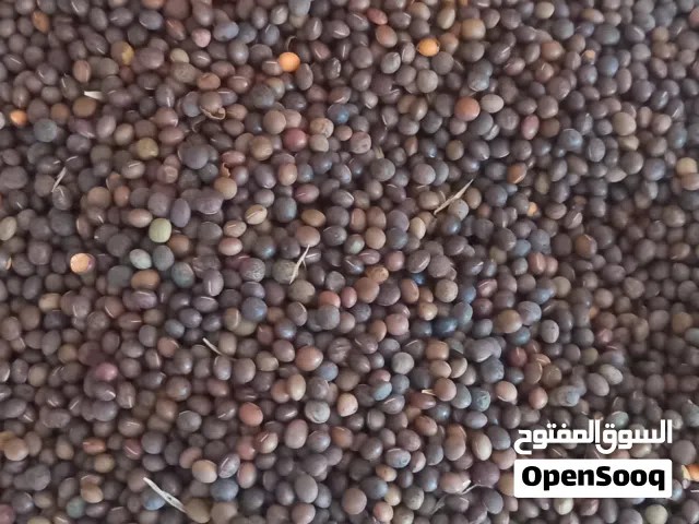 بيقيا للبيع سعر الكيلو 80 قرش