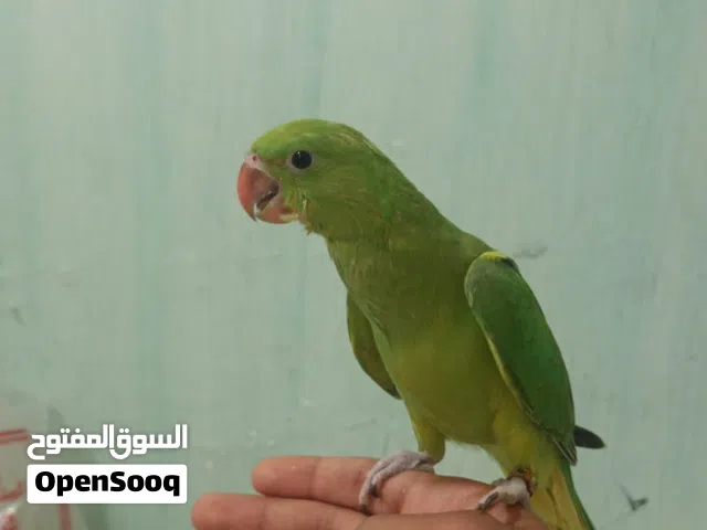 فروخ ببغاء الدرة الهندي