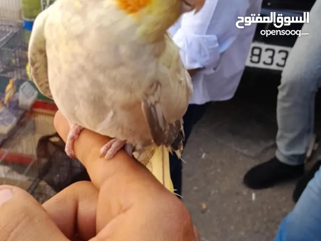 كوكتيل اليف