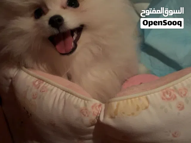 كلب  انثى