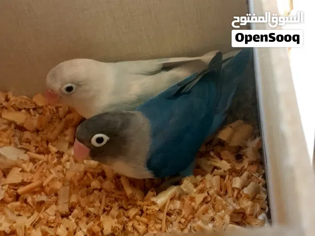 زوج فشر منتج شغال أنتج عندي قبل هيك قابل للتفاوض
