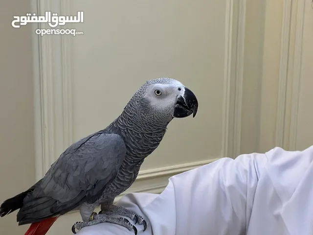 كاسكو اليف متكلم talking tamed african grey