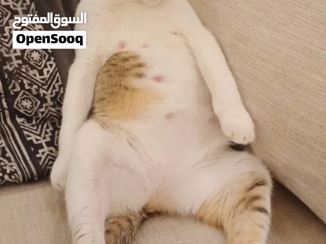 قطه عمانيه عمرها سنتين للتبني من دون فلوس