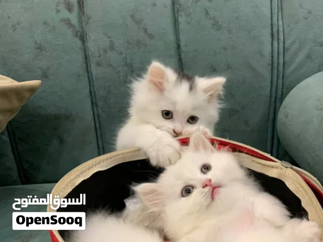 قطط شيرازي ربي يبارك اعمرهم شهرين حاجه نظيفه