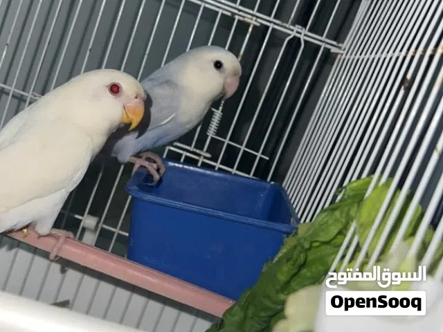 كوبيه روز للبيع شوف الوصف