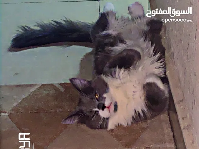 Salam aleikhum good people of jubail we are Looking for a kind family for my 2 persian fur babies