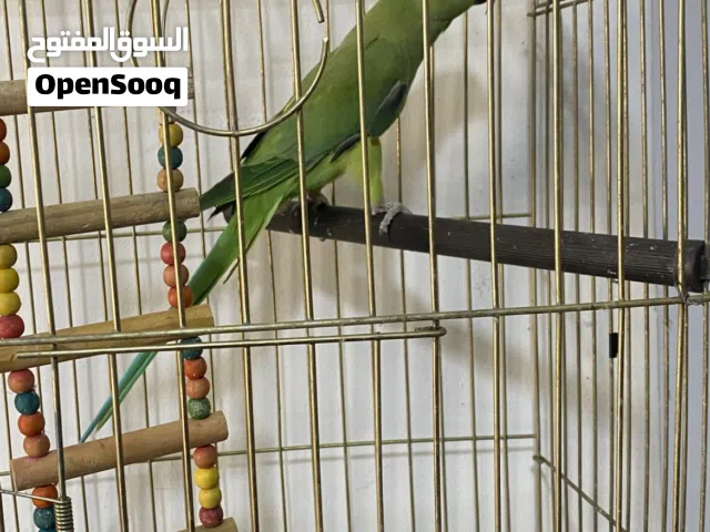 ببغاء دره هنديه بدايه طوق بتحكي كوكي وبتصفر وعندها قابيله للحكي