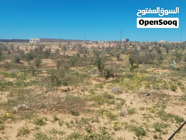 أرض في بن جدي الدافنية ملك بالحجة القديمة