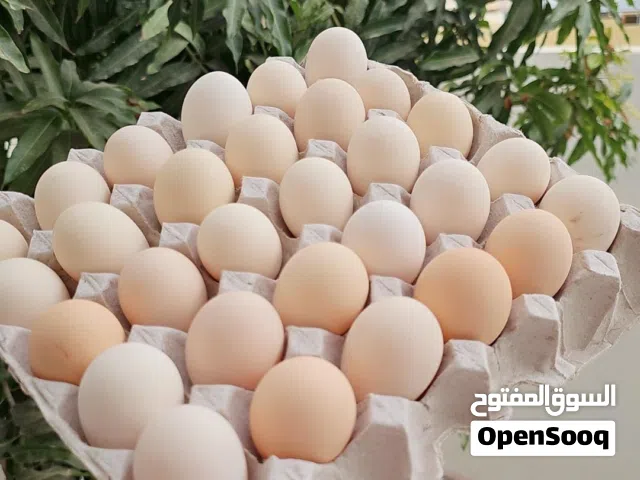 بيض كوشن أصل مخصب صورت الام والاب موجوده في الوتساب