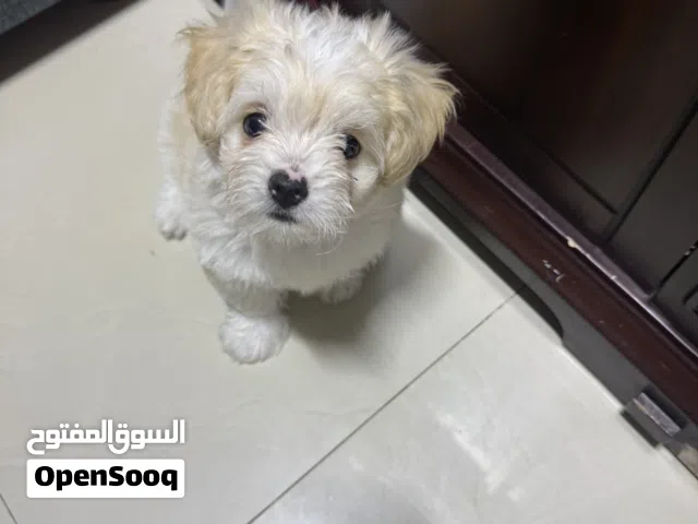 Dog puppy 2month / Female
