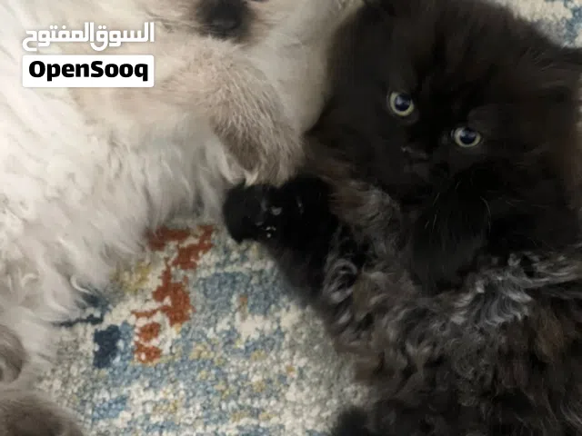 قطتين اناث - عمر الشهرين