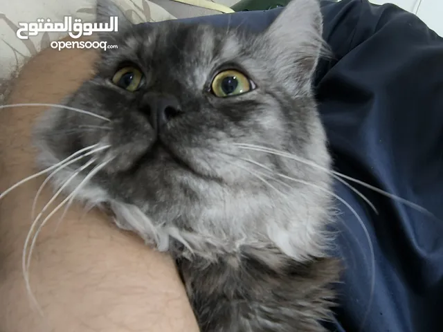 7 months Blacky Persian for Adoption تبنى
