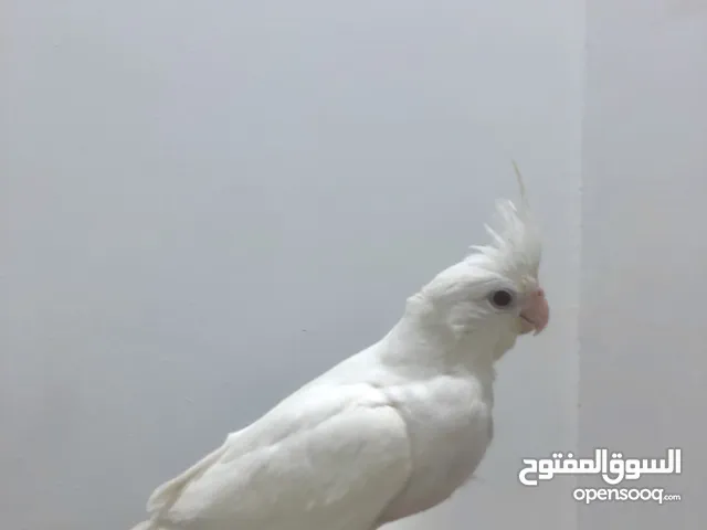 فروخ كوكتيل البينو عيون حمر اليفه نهايه الغر هدد داخلي و فرخ نيبالي اقرا الوصف بسعر ممتاز