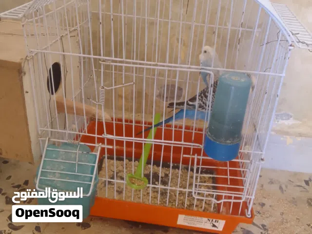 بقالينوات كوبيات للبيع