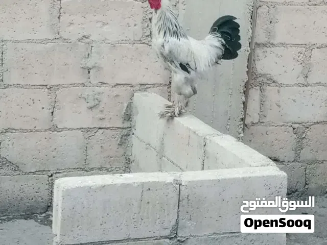 بيض براهما مخصب