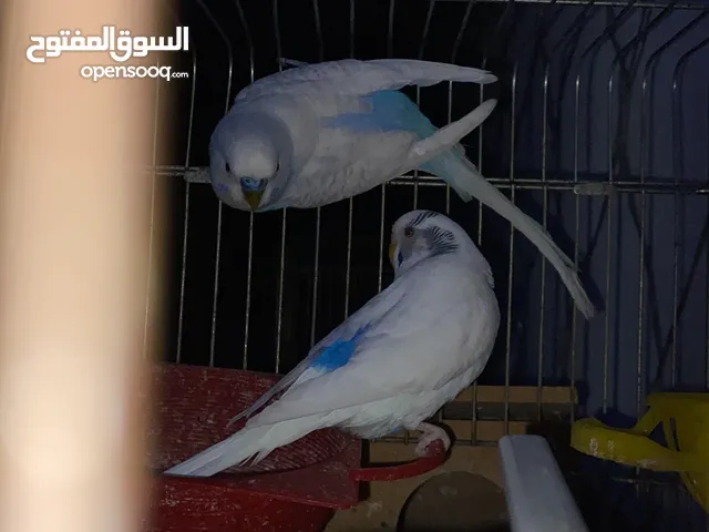 طيور حب للبيع