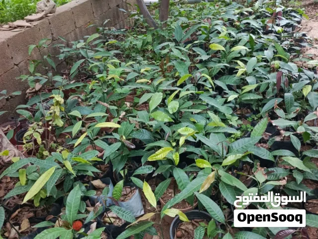 شجرة  منجا للبيع