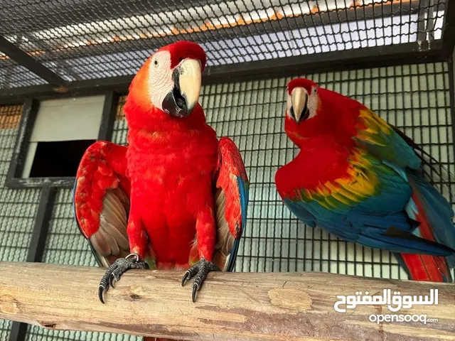 Scarlet macaw parrots WhatsApp