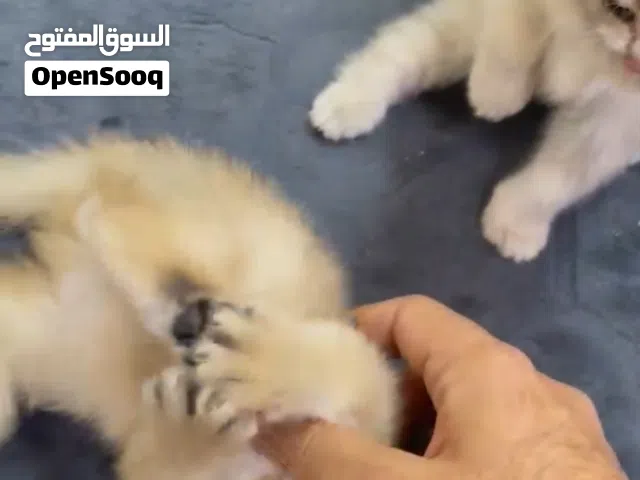 للبيع كيتن ay22