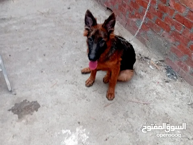 عمر 8 شهور معاها الدفتر تطعيمات