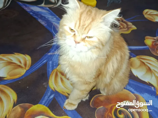 بزونه النوع ذكر