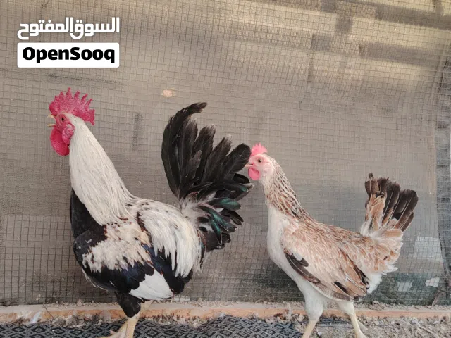 سلام عليكم زوج دندراوي فواتح عمر 8اشهر يرجعن لبو هاجر جبوري مكاني ابو الخصيب سعر 100الف
