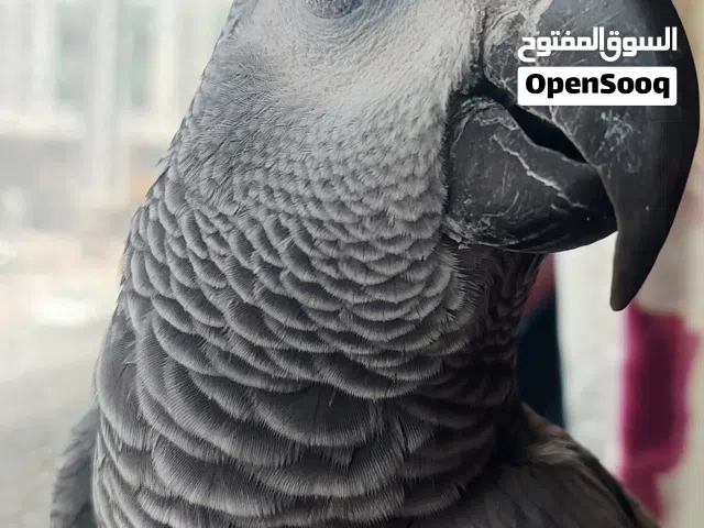 ببغاء انثى جميلة مواليد البلد والسنة عمرها 6 سنوات لست متاكدة