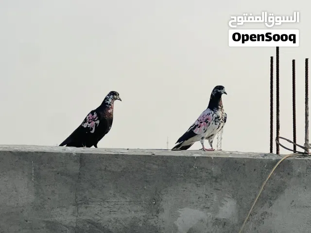 حمام للبيع عدي تور 7 و1 تيدي وارفلي بحمر 1 وزوج دشش ولواته قنديه