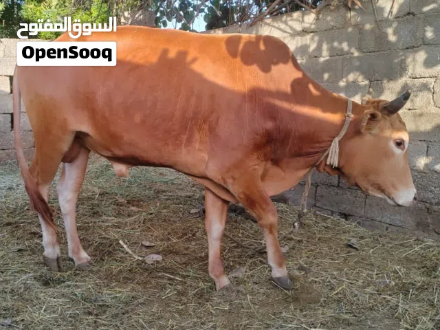 ثور عماني وسمين