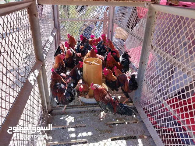 ديك عربى .....فاريج عربى عدد 34 طرف.....فيه يلى ضفره طويل....جنس ماشاالله ربى ابارك ....مكان الزاويه